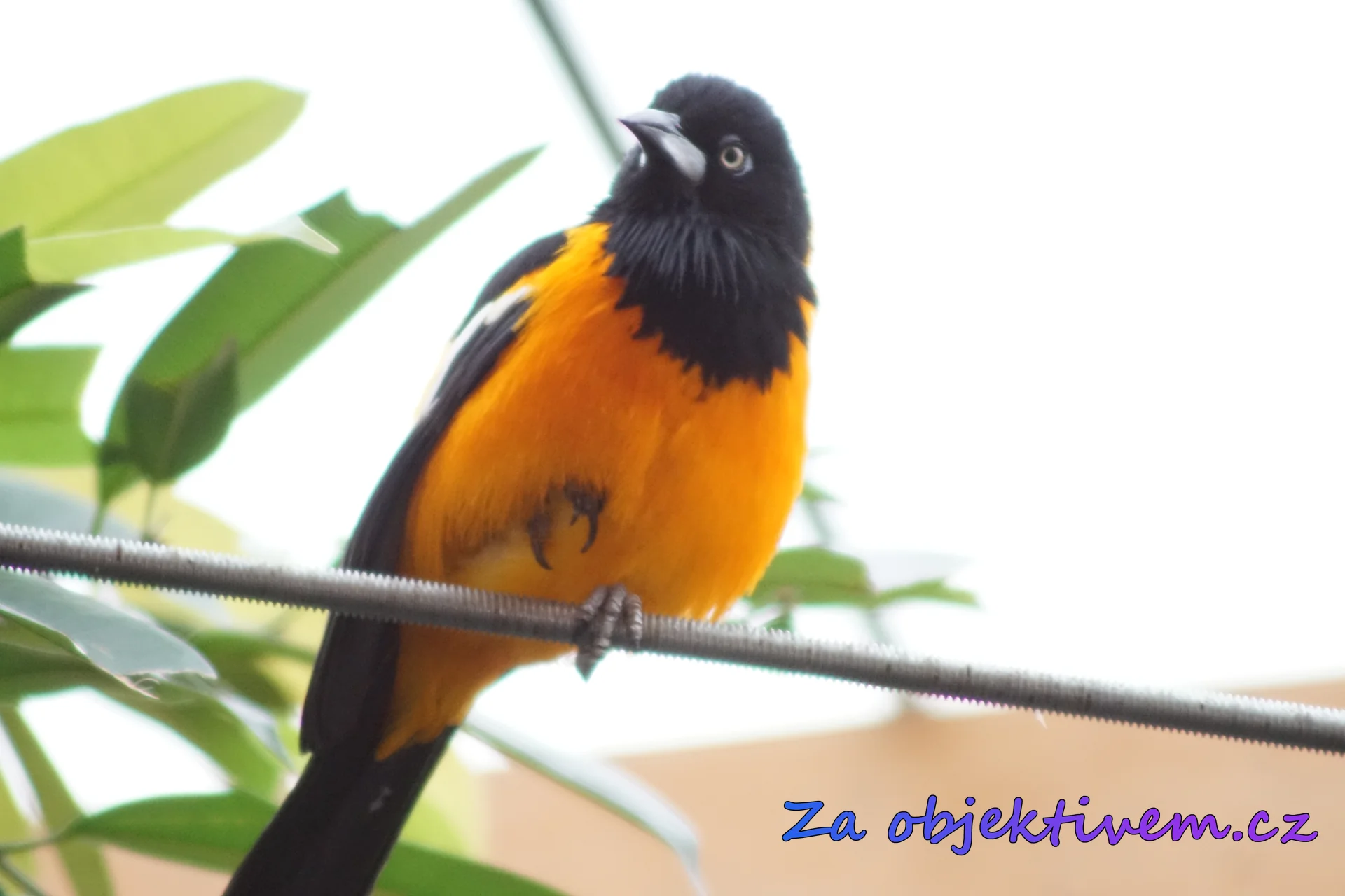 Venezuelan Troupial